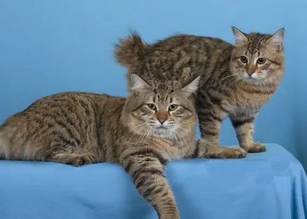Caracteristicile pisica rase Bobtail