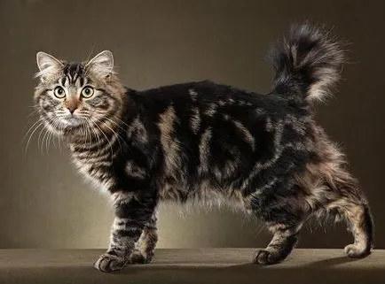 Caracteristicile pisica rase Bobtail