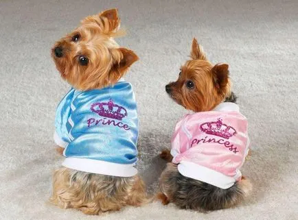 Yorkshire Terrier de reproducție, cum să organizeze