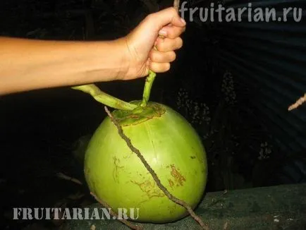 All-totul-totul despre nuci de cocos