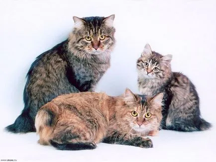 Caracteristicile pisica rase Bobtail