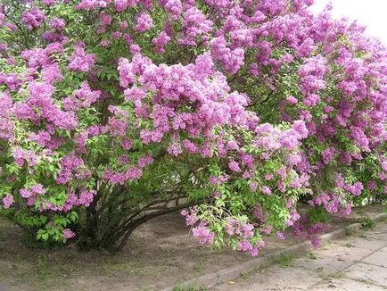 Totul despre plante și flori, de ce nu flori de liliac