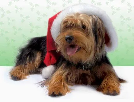 Yorkshire Terrier de reproducție, cum să organizeze