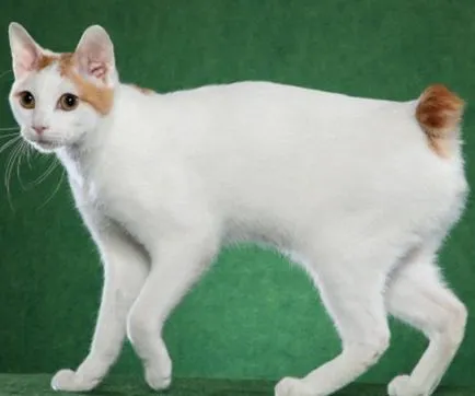 Caracteristicile pisica rase Bobtail