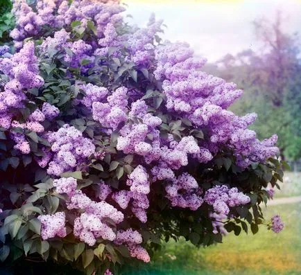 Totul despre plante și flori, de ce nu flori de liliac