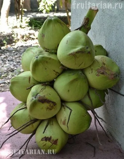 All-totul-totul despre nuci de cocos