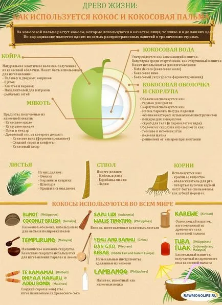 All-totul-totul despre nuci de cocos