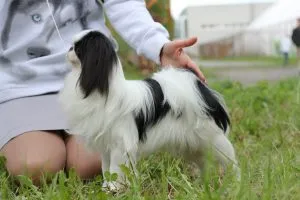 rasa japoneză de fotografii de câine cu titluri și descrieri, „da laba“