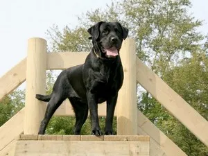 câine rasa Labrador Trăsătura