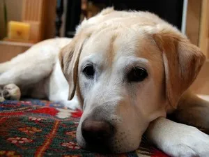 câine rasa Labrador Trăsătura