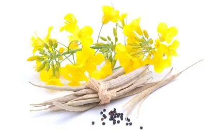 rapiță de primăvară ca îngrășământ verde (îngrășământ), ceea ce este