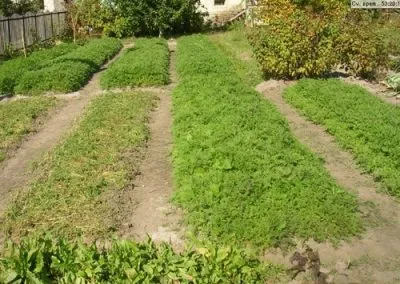 rapiță de primăvară ca îngrășământ verde (îngrășământ), ceea ce este