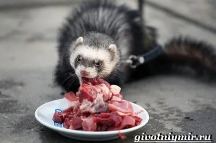 pentru animale de companie dihor