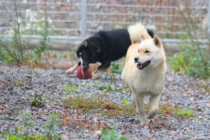 rasa japoneză de fotografii de câine cu titluri și descrieri, „da laba“