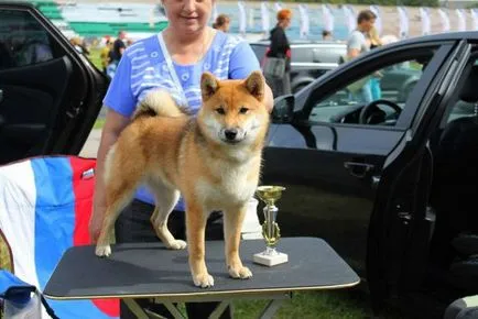 rasa japoneză de fotografii de câine cu titluri și descrieri, „da laba“