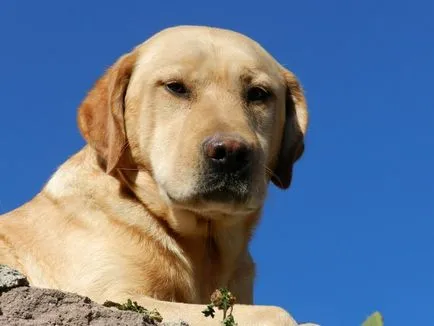 câine rasa Labrador Trăsătura
