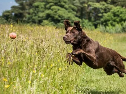 câine rasa Labrador Trăsătura