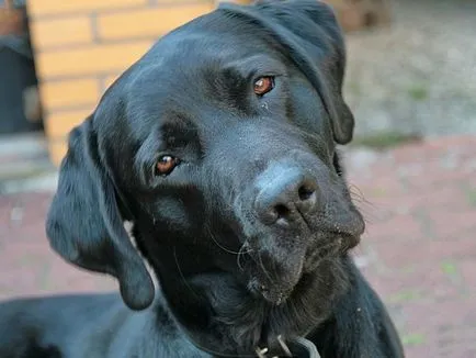 câine rasa Labrador Trăsătura