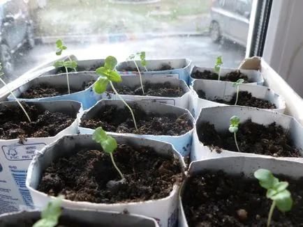 Reproducție cutii cu mâinile lor - 10 variante cu instrucțiuni pas cu pas! (butasi cu propriile lor mâini) Reproducție cutii cu mâinile lor - 10 variante cu instrucțiuni pas cu pas!