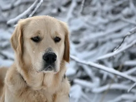 câine rasa Labrador Trăsătura
