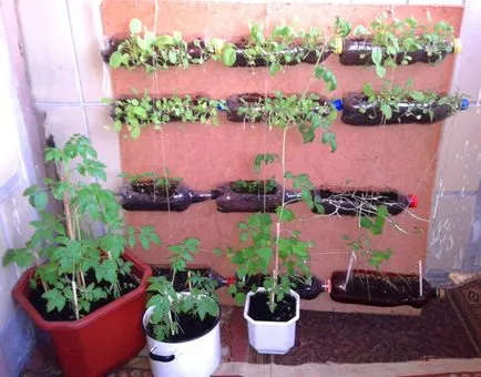 Reproducție cutii cu mâinile lor - 10 variante cu instrucțiuni pas cu pas! (Răsadurilor) Reproducție cutii cu mâinile lor - 10 variante cu instrucțiuni pas cu pas!