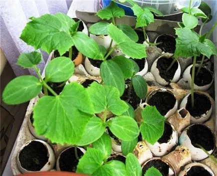 Reproducție cutii cu mâinile lor - 10 variante cu instrucțiuni pas cu pas! (Răsadurilor) Reproducție cutii cu mâinile lor - 10 variante cu instrucțiuni pas cu pas!