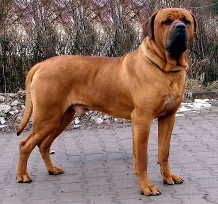 rase japoneze de câini - o reflectare