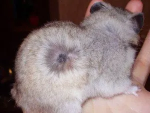 glande olfactive de hamsteri