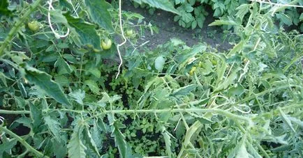 Twist frunzele superioare de tomate în cazul răsucită în răsaduri de roșii ce coroana dacă (răsucite) Twist frunzele superioare de tomate în cazul răsucită în răsaduri de roșii de ce coroana dacă