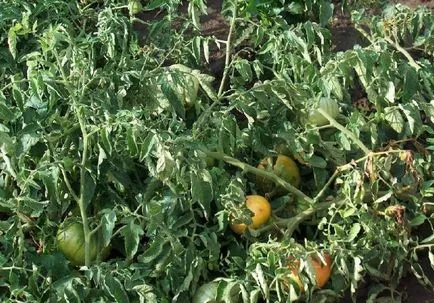 Twist frunzele superioare de tomate în cazul răsucită în răsaduri de roșii ce coroana dacă (răsucite) Twist frunzele superioare de tomate în cazul răsucită în răsaduri de roșii de ce coroana dacă