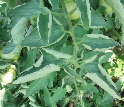 Twist frunzele superioare de tomate în cazul răsucită în răsaduri de roșii ce coroana dacă (răsucite) Twist frunzele superioare de tomate în cazul răsucită în răsaduri de roșii de ce coroana dacă