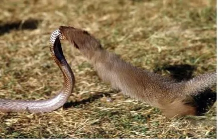mongoose pentru animale de companie