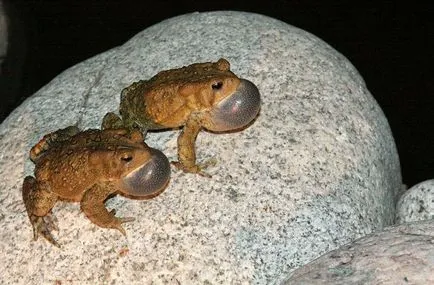 Toad fotografie, descriere