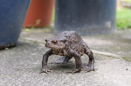 Toad fotografie, descriere