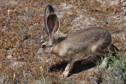 Iepuri, enciclopedie animale (iepuri) Iepurii, enciclopedie animale