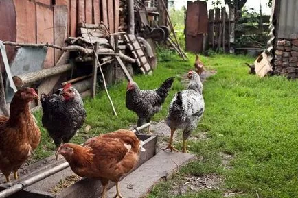 Iarna si vara dieta de hrănire a găinilor ouătoare la domiciliu cum să corect și cum să se hrănească, video (iarna) Iarna si vara dieta de hrănire a găinilor ouătoare la domiciliu cum să corect și cum să se hrănească, video