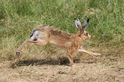 Iepurii, enciclopedie animale (Animal) Iepurii, enciclopedie animale