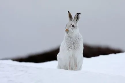 Iepuri, enciclopedie animale (iepuri) Iepurii, enciclopedie animale