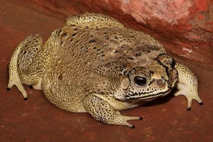 Toad fotografie, descriere