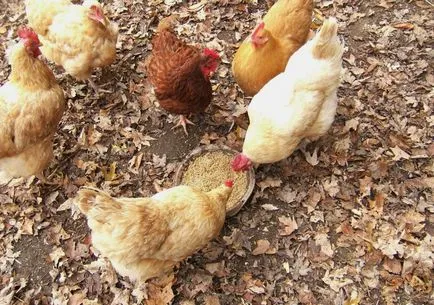 Iarna si vara dieta de hrănire a găinilor ouătoare la domiciliu cum să corect și cum să se hrănească, video (vara) Iarna si vara dieta de hrănire a găinilor ouătoare la domiciliu cum să corect și cum să se hrănească, video