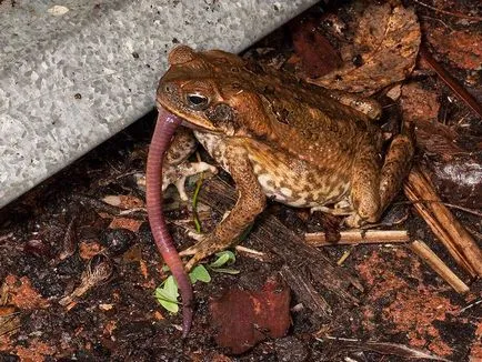Toad fotografie, descriere