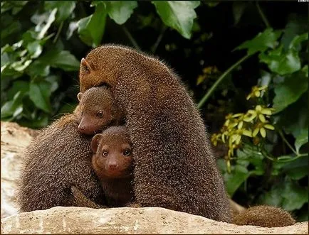 mongoose pentru animale de companie