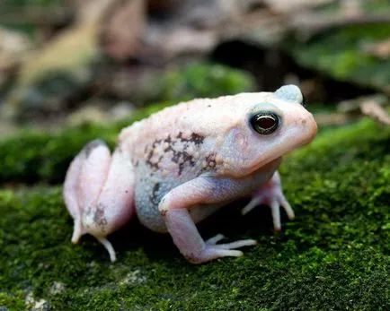 Toad fotografie, descriere