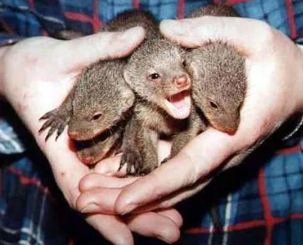 mongoose pentru animale de companie