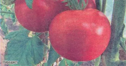 tomate Ultrarannie tomate Ultrarannie