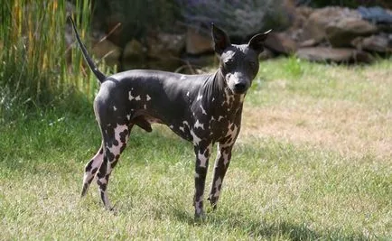 rase de câini sălbatici rase de câini sălbatici