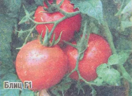 tomate Ultrarannie tomate Ultrarannie