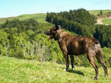 rase de câini sălbatici rase de câini sălbatici