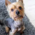 Yorkshire Terrier si alergic la el Yorkshire Terrier si alergic la el