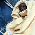 Yorkshire Terrier si alergic la el Yorkshire Terrier si alergic la el